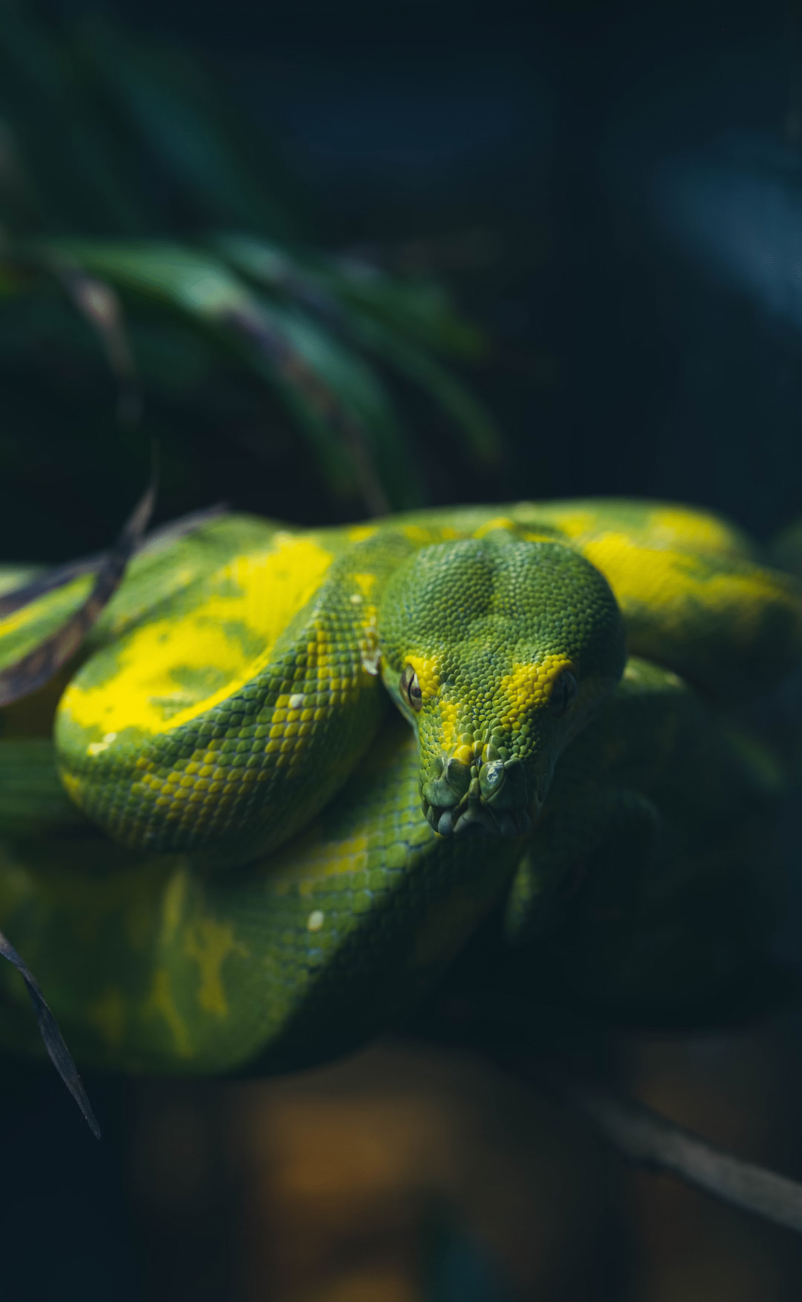 snake