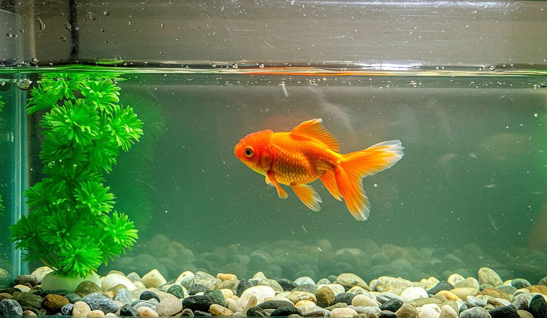 Fish & Aquatic Pets: Finding Balance in Your Underwater World
