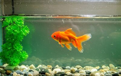 Fish & Aquatic Pets: Finding Balance in Your Underwater World