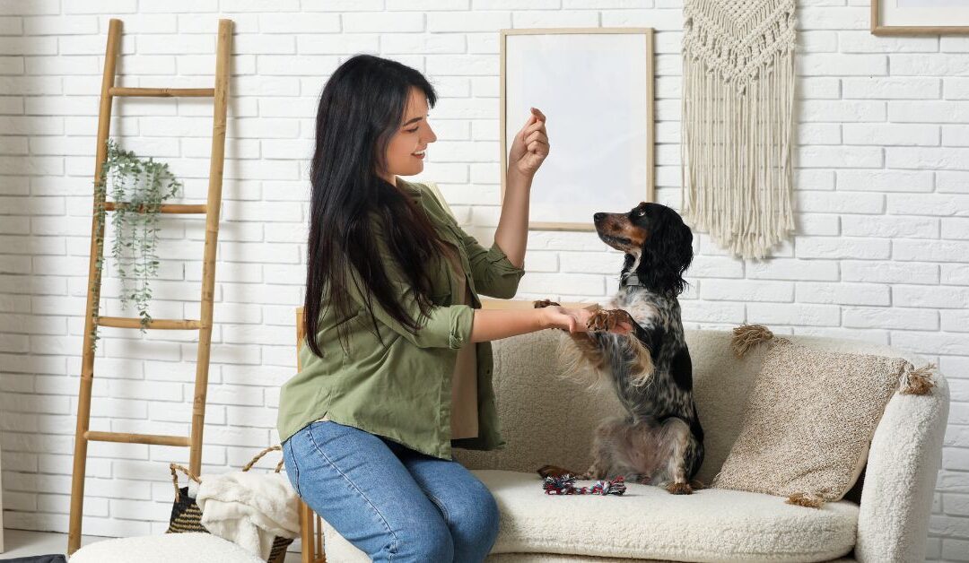How to Solve Common Pet Behavior Problems with Smart Training Techniques