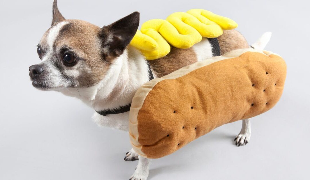 How to Choose the Right Pet Apparel & Accessories: A Blend of Comfort, Function, and Style