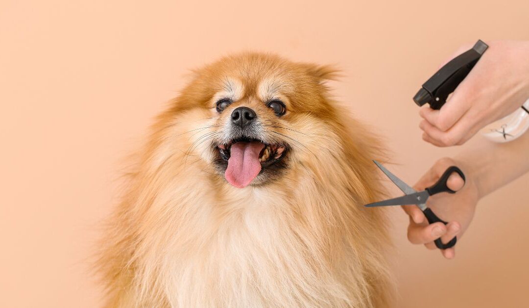 The Complete Pet Grooming Products Checklist: Everything You Need for a Healthy, Happy Pet