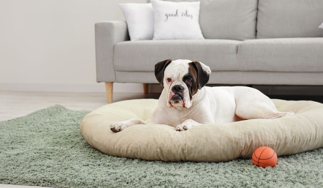 How to Pick the Best Pet Beds & Furniture for Comfort and Style