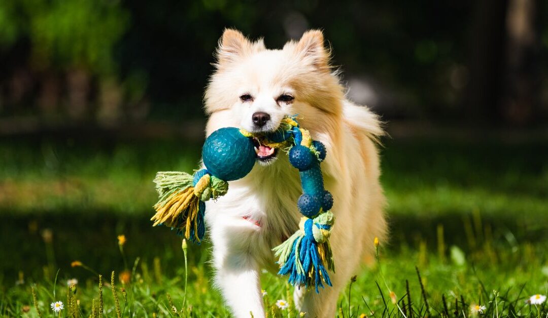 The Ultimate Guide to Choosing the Best Pet Toys for Every Personality