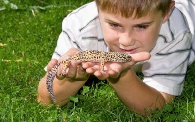 Reptile & Amphibian Supplies: Crafting the Perfect Terrarium Habitat