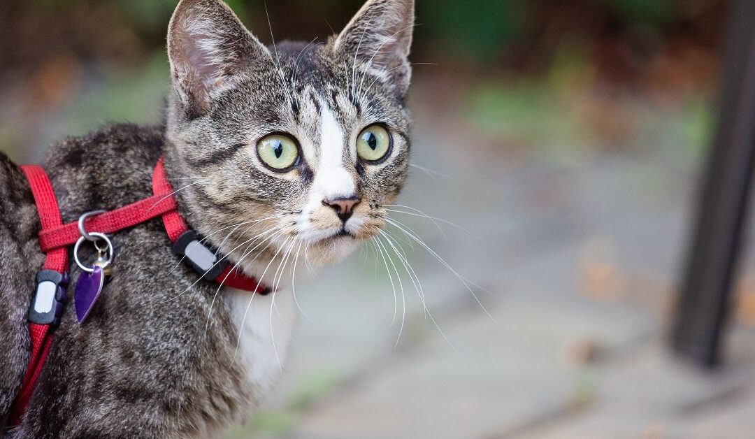 How to Choose the Best Pet Leashes & Collars for Safety, Comfort & Training Success