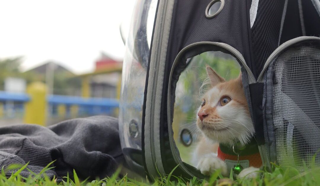 The Complete Guide to Pet Travel & Carriers: How to Keep Your Pet Safe and Comfortable on the Road